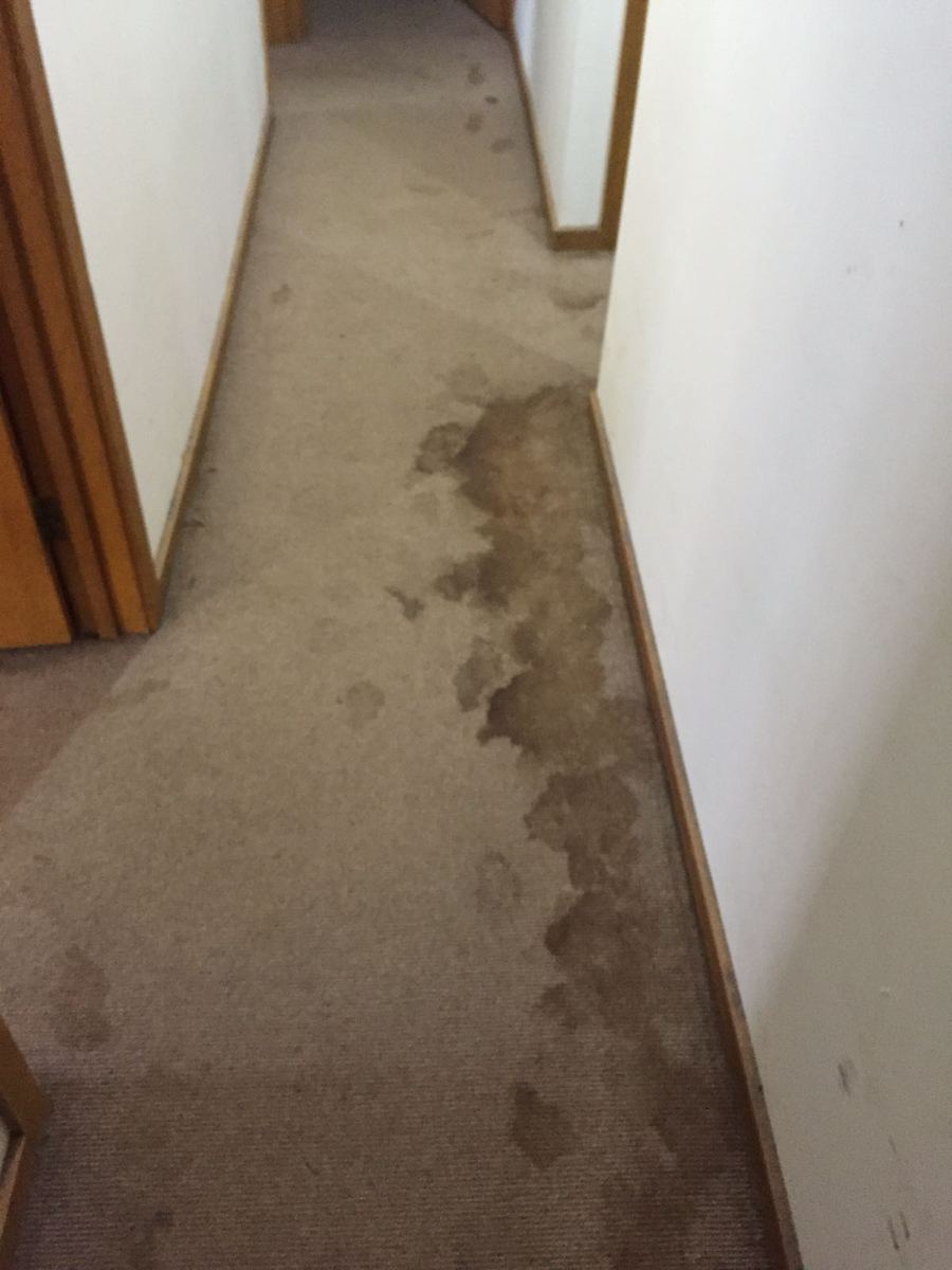 Hallway carpet before cleaning Melbourne